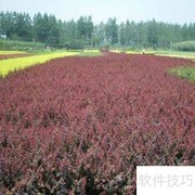 红叶小檗栽培管理要点