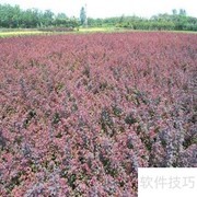 红叶小檗栽培管理要点