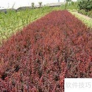 红叶小檗栽培管理要点