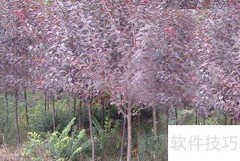红叶李习性与栽培管理