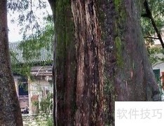 老树养护要点
