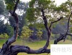 老树养护要点