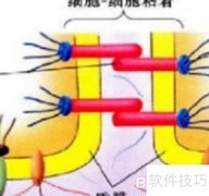 ATP合成的主要场所