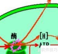ATP合成的主要场所