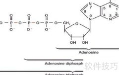 ATP生成的三种主要方式