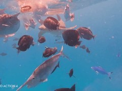 鲨鱼吞相机又吐出 潜水者惊魂录像曝光