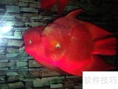 寿星头鱼鉴别方法