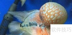 寿星头鱼鉴别方法