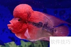 寿星头鱼鉴别方法