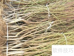 寿星桃花盆景养护技巧