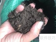 寿星桃花盆景养护技巧