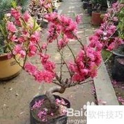 寿星桃花盆景养护技巧