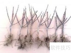 寿星桃栽培与管理要点