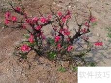 寿星桃栽培与管理要点