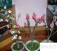 寿星桃栽培与管理要点