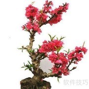 寿星桃花盆景养护技巧