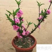 寿星桃花盆景养护技巧