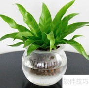 一帆风顺水养方法
