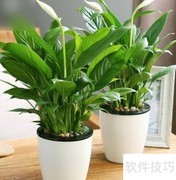 一帆风顺水养方法