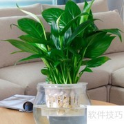 一帆风顺水养方法