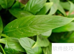 一帆风顺养护全攻略