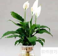 一帆风顺水培养护方法