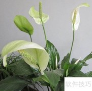 一帆风顺水培养护方法