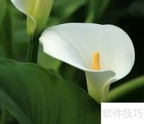 一帆风顺水培养护方法