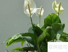 一帆风顺烂根急救方法