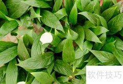 一帆风顺养护全攻略
