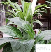 一帆风顺养护全攻略