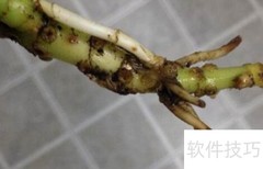 一帆风顺烂根急救方法