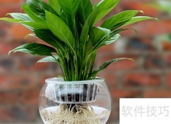 一帆风顺烂根急救方法
