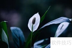 陶粒养一帆风顺的技巧