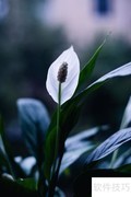 陶粒养一帆风顺的技巧