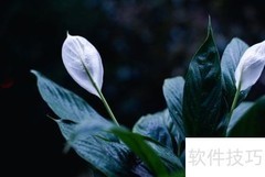 陶粒养一帆风顺的技巧