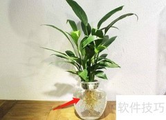 水培一帆风顺的简易方法