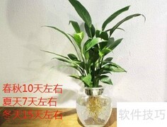 水培一帆风顺的简易方法