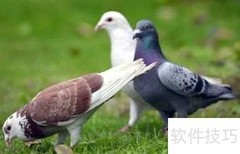 信鸽的用途揭秘