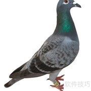 信鸽的用途揭秘