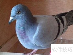 信鸽换羽加速技巧