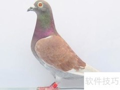 信鸽换羽加速技巧