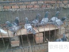 信鸽换羽加速技巧