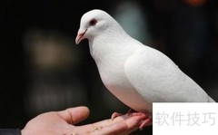 雄信鸽挑选技巧全解析
