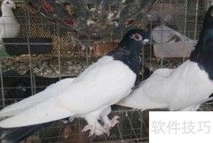 雄信鸽挑选技巧全解析