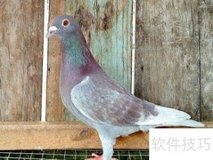 雄信鸽挑选技巧全解析