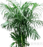 15种净化空气的家居绿植