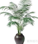 15种净化空气的家居绿植
