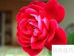 室内花木巧摆设技巧
