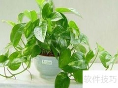 室内花木巧摆设技巧